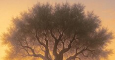 Cinema Palestina - Presentazione del Libro