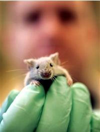 Cavia da laboratorio