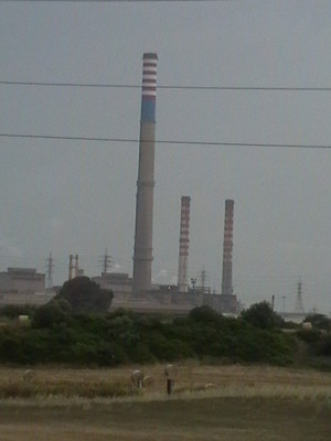 Foraggio raccolto vicino all'Ilva di Taranto