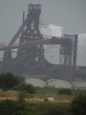 Foraggio raccolto vicino all'Ilva di Taranto