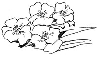 Il fiore tra le macerie