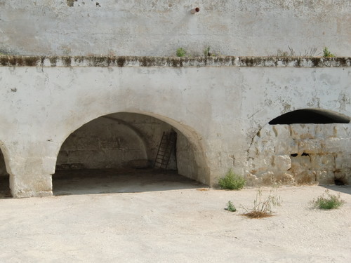 L'olive della masseria fornaro dove a dicembre del 2008 furono abbattuti 800 capi di bestiame