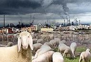 Pecore-Ilva