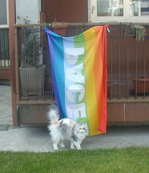 Questa e' la mia bandiera e anche la mia micia puffa ci si e' messa in posa davanti. Ciao Maria  