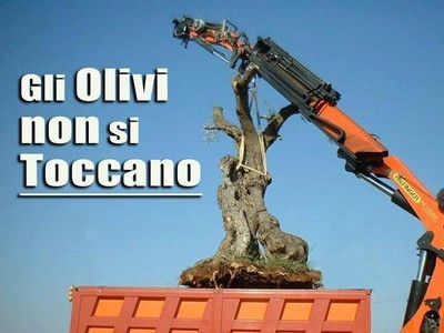 Movimento per la tutela degli ulivi secolari e dei paesaggi di Puglia
