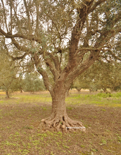 Ulivi del Salento