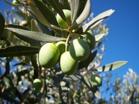 TORNA L'OLIO NOVO alla CASA X LA PACE!