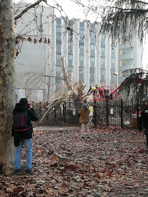 Abbattimento degli alberi del parco Bassini