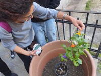 Il progetto "Kaki Tree for Europe"