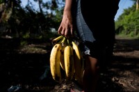 Guatemala: i bananeros schiavi di Chiquita