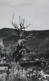 Albero della canfora all'interno del Santuario di Sannō a Nagasaki - fotografia del 1945