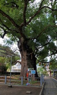 Il medesimo albero della canfora del Santuario di Sannō in una fotografia del 2009