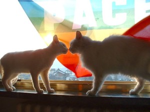Saluti da Anna e Marco (Non sono i gatti) da Chambave (Aosta) 